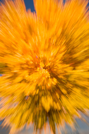 Cottonwood tree blur