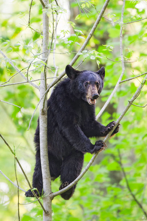 Black Bear cub, Great Smoky Mountains National Park