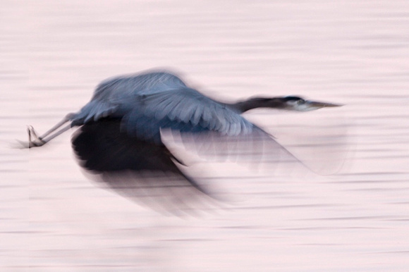 Great Blue Heron Blur